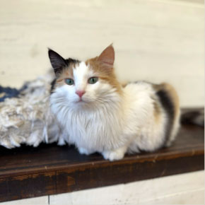 A calm calico cat in a comfortable, dedicated cat boarding area